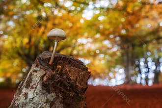 Single mushroom over tree trunk in autumn orange forest