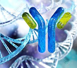 Antibody, immunoglobulins