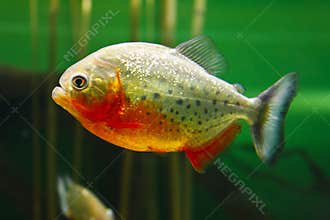 Red-bellied piranha Pygocentrus nattereri, also known as Red piranha, Red belly piranha in their habitat