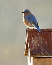 Morning Bluebird Watch