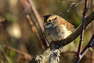 White Throated Sparrow