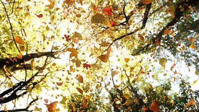 Autumn Fall Leaves From Above Falling Fast // 4k Detailed Autumn Foliage Video Background Loop @60fps