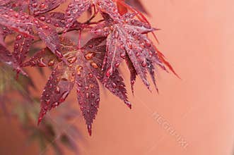 rain drops on red japanese maple leaves in a japanese