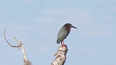 Green heron perched on a tree