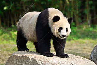 GIANT PANDA