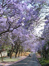 Jacaranda trees along the road in Pretoria, South Africa