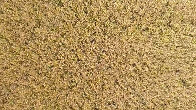 Wheat field at sunrise, top view. Drone shot: ears of wheat swaying at the wind at sunny morning. harvest and crop