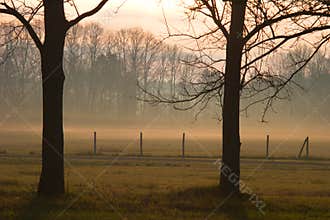 Misty Fog in the Woods on a Rainy Day