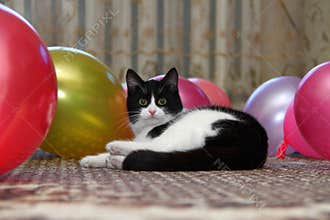 Cat amongst air ball