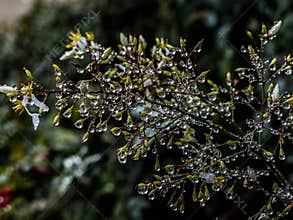 Raindrops on a leafy bush make a crystal background of light and sparkle