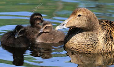 Female of Common Eider with chickens