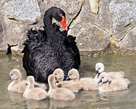 Black swan with cygnets