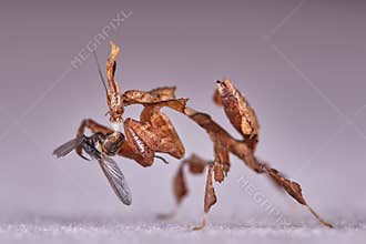 Ghost mantis Phyllocrania paradoxa