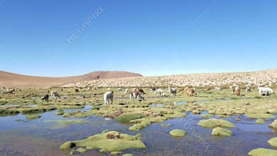 Llamas Lama glama early in the morning at high altitude in Bolivia.