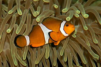 Clown fish and anemone