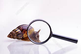 Snail Achatina fulica on white background