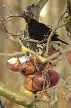 Blackbird in tree