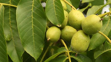 Organically grown unripe green walnuts on walnut tree