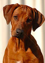 Dog puppy
