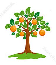 Orange-tree
