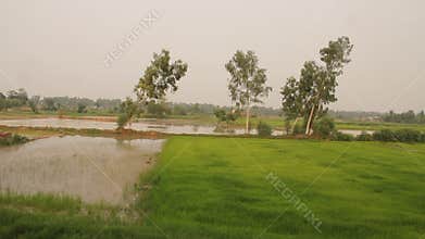 Green fields in rural area of Punjab, Pakistan