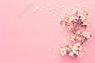 photo of spring white cherry blossom tree on pastel pink wooden background. View from above, flat lay.