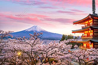 Mountain Fuji and Chureito red pagoda with cherry blossom sakura