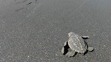 Brave newborn baby sea turtle side view crawling to sea against all odds with courage
