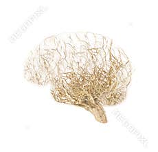 Concept human brain made from roots of tree on white background