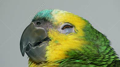 Yawning baby amazon parrot