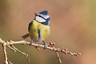 Blue tit, Parus caeruleus