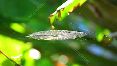 Spiderweb Catching The Morning Breeze And Sunlight Bokeh Backgroung