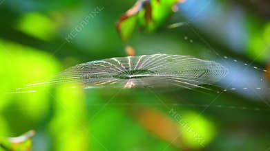 Spiderweb Catching The Morning Breeze And Sunlight Bokeh Backgroung