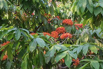 Colorful Saraca asoca Saraca indica Linn or Ashoka flowers blossom.