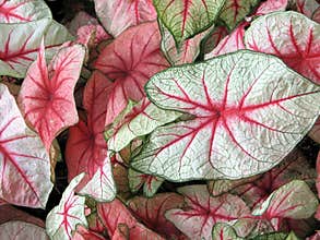 Caladium