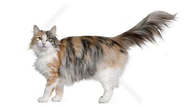 Norwegian Forest Cat, 3 years old