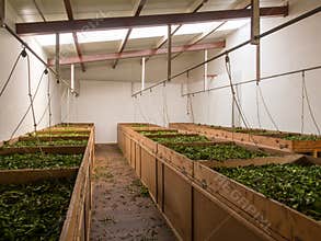 Tea factory, Sao Miguel, Azores Islands, Portugal