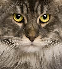 Close up of a Maine Coon (2 years old)