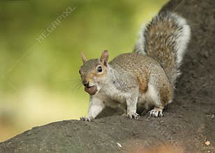 Gray squirrel sitting on a tree root holding a chesnut in its mouth