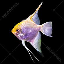 Tropical striped freshwater fish in an aquarium. Isolated photo on black background.