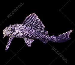 Aquarium. Fish living at the bottom of the tropical sea.