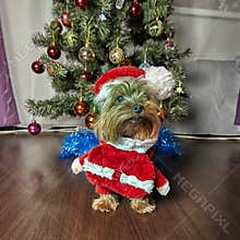 Yorkshire terrier. Dog with Christmas tree