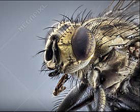 Macro lens close up detail shot of a common house fly