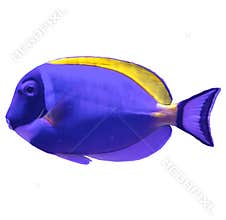 Tropical sea fish in aquarium.