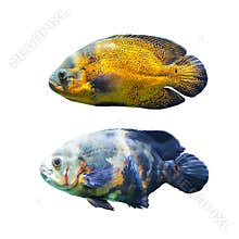 Two spotted fish from the tropical seas.