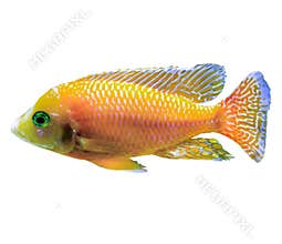 Orange tropical fish from the Indian Ocean.