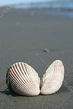shell