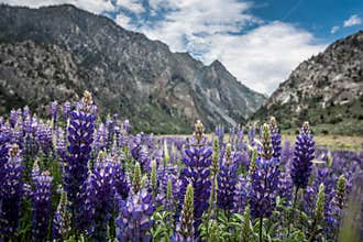 Field of purple lupine wildflowers in the June Lake Loop in the Eastern Sierra mountains of California