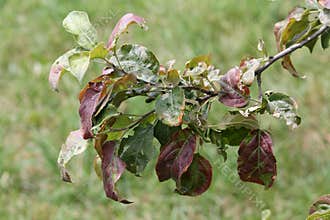 Apple tree branch with leaves damaged by Cacopsylla mali syn. Psylla mali or Apple Sucker