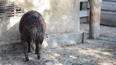 Black dirty sheep on a farm